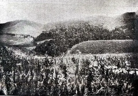 Milharal na fazenda Pinheirinho